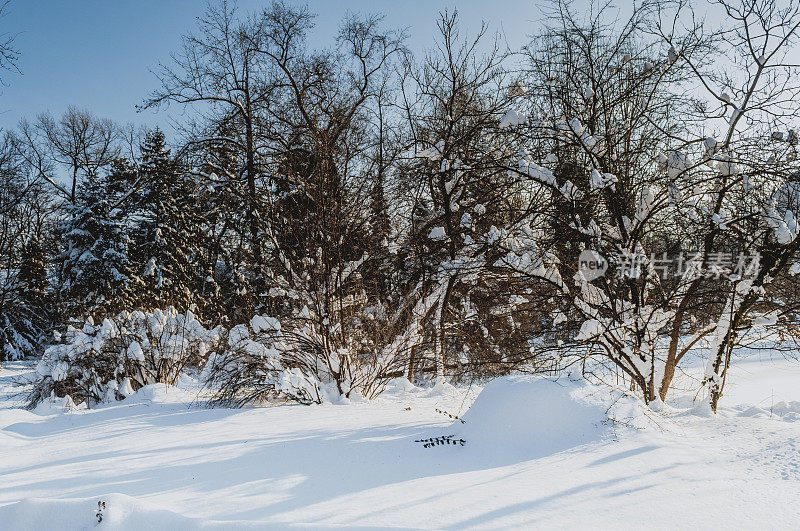 下雪的冬天的风景