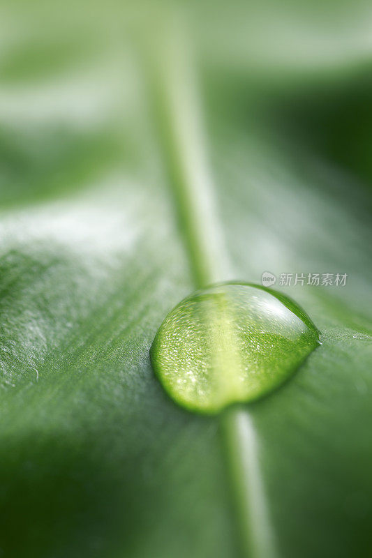 带雨滴的叶子