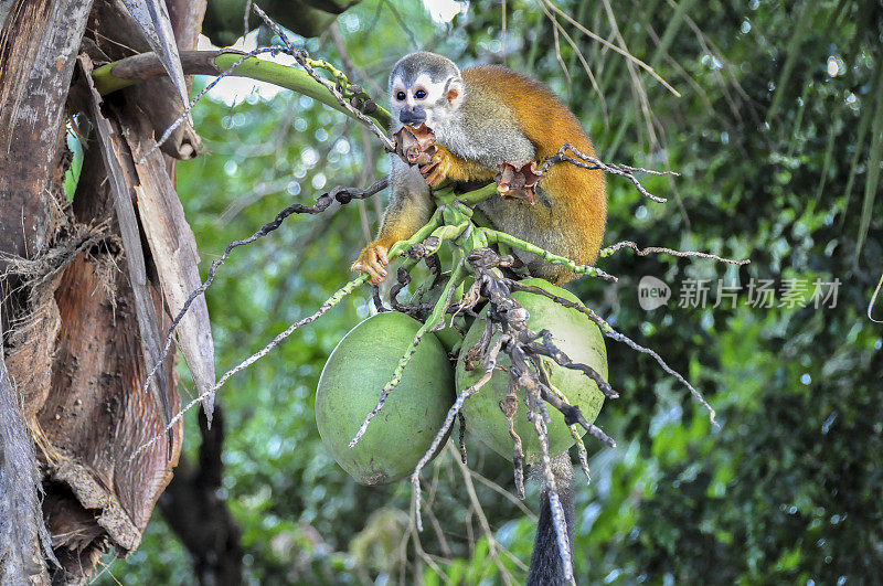 松鼠猴在椰子上