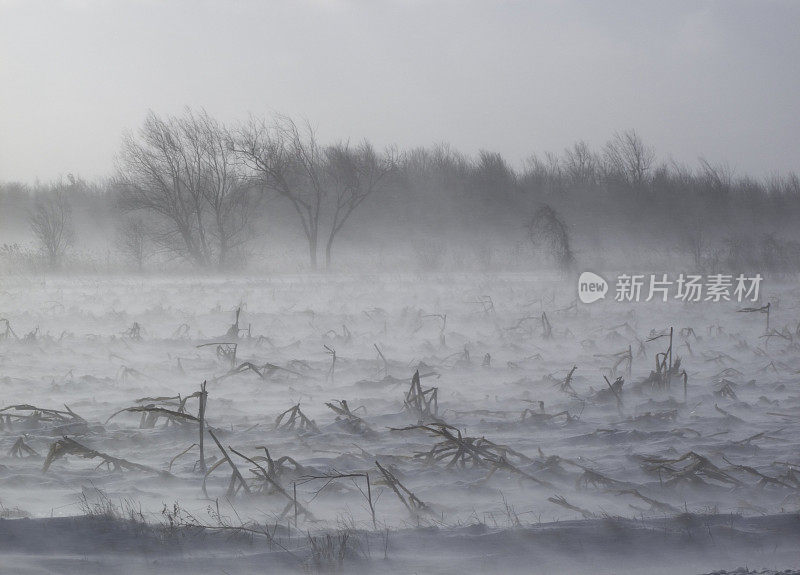 暴风雪席卷玉米地