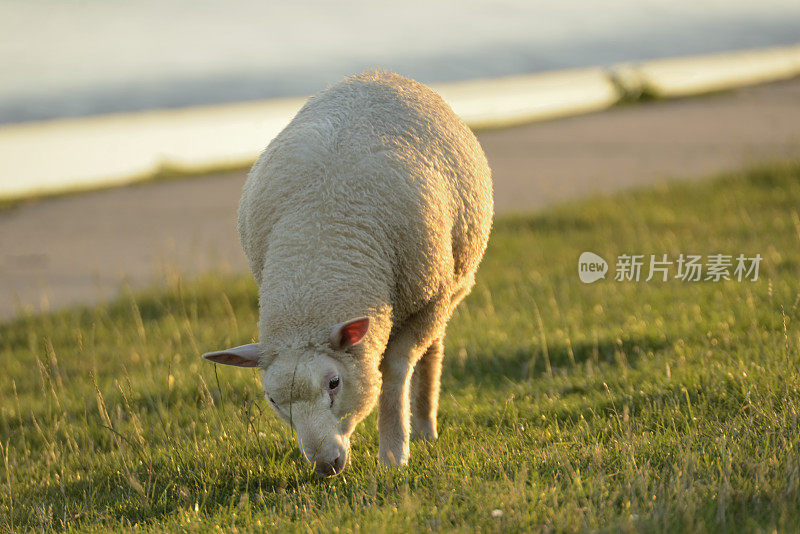 在瓦登海的堤坝上放羊
