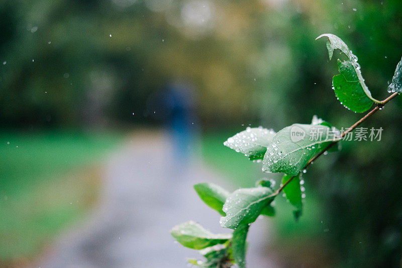 绿叶带着雨滴