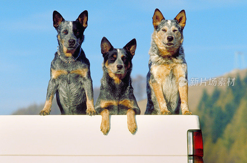 三个澳洲牧牛犬在一辆皮卡上，正面