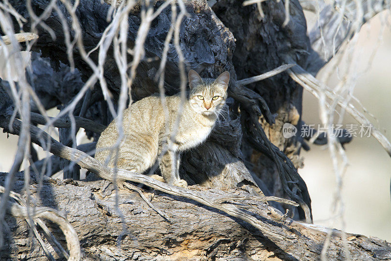 非洲野猫，卡拉加迪越境公园，南非