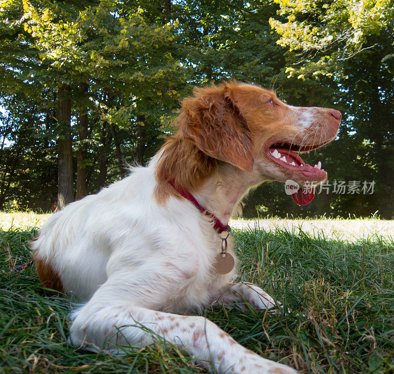 布列塔尼猎犬蹲在绿树环绕的草坪上