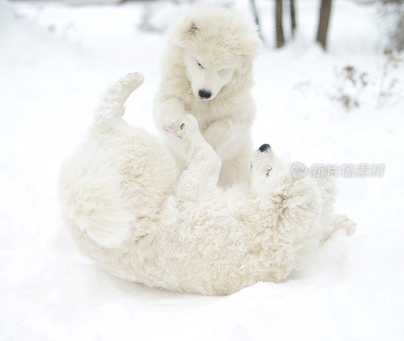 两只小狗萨摩耶狗在雪中玩耍