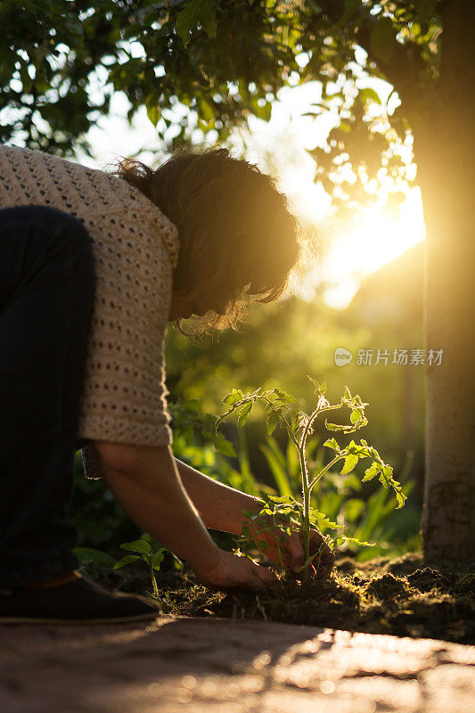 家庭农业-妇女种植西红柿幼苗