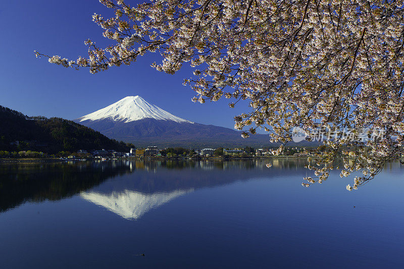 从樱花中看到富士山