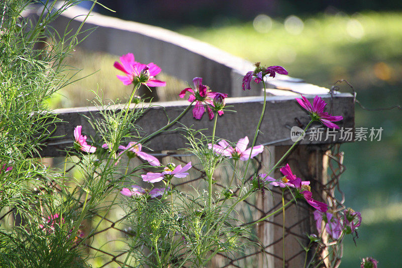 夏天的花园