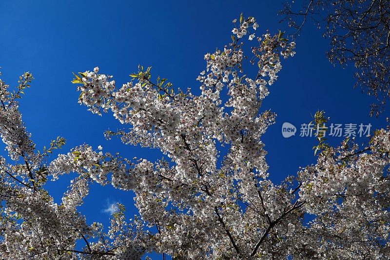 盛开的日本樱桃树