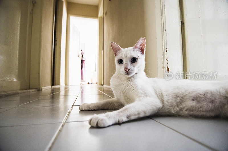 可爱的白猫摆姿势