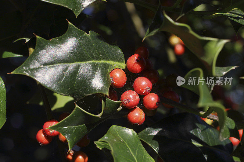 常绿冬青冬青的红色浆果，多刺的叶子