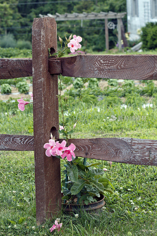铁线莲花在篱笆上