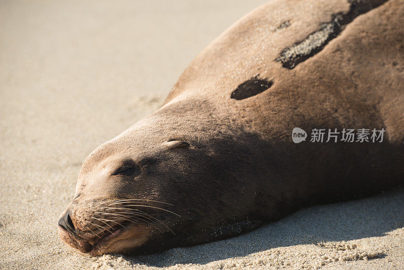 圣地亚哥海狮