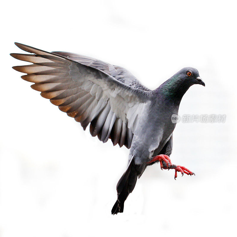 一只灰色的鸽子在白色的背景中飞翔