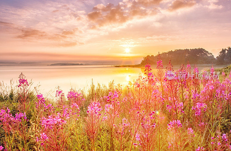 在瑞典北海的日出风景，海岸与田野的花，绿色的草在前景，史诗日出的天空在背景。