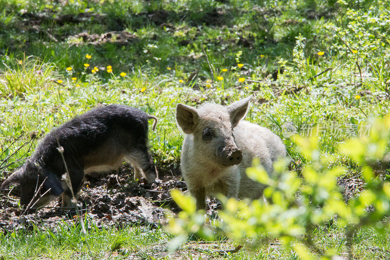 毛茸茸的羊猪(Mangalitsa)在寻找食物
