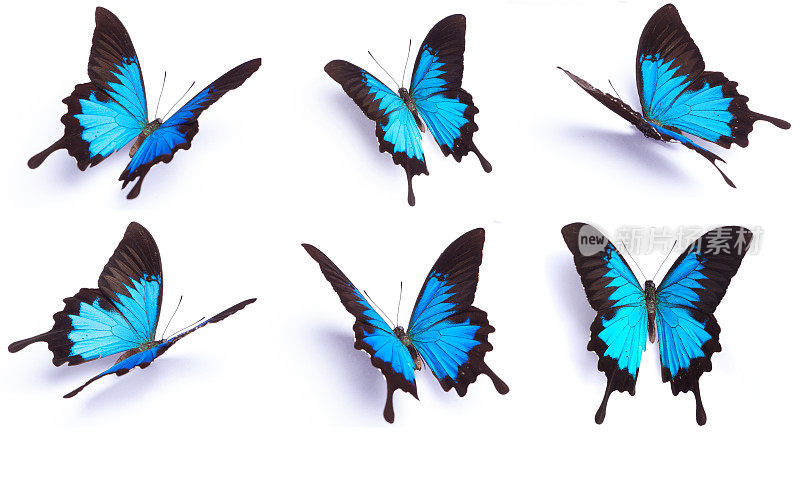 一组6只蓝色蝴蝶孤立在白色背景上