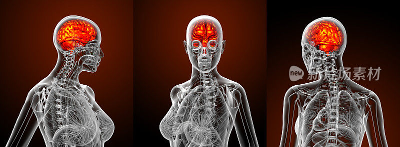 人类大脑的3d渲染医学插图