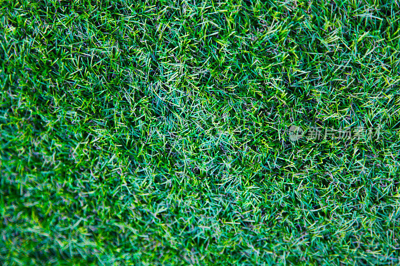 绿草鲜草甸纹理背景足球板球红宝石场近距离