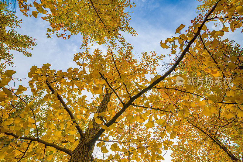 秋天树上金黄色的叶子的美丽景色