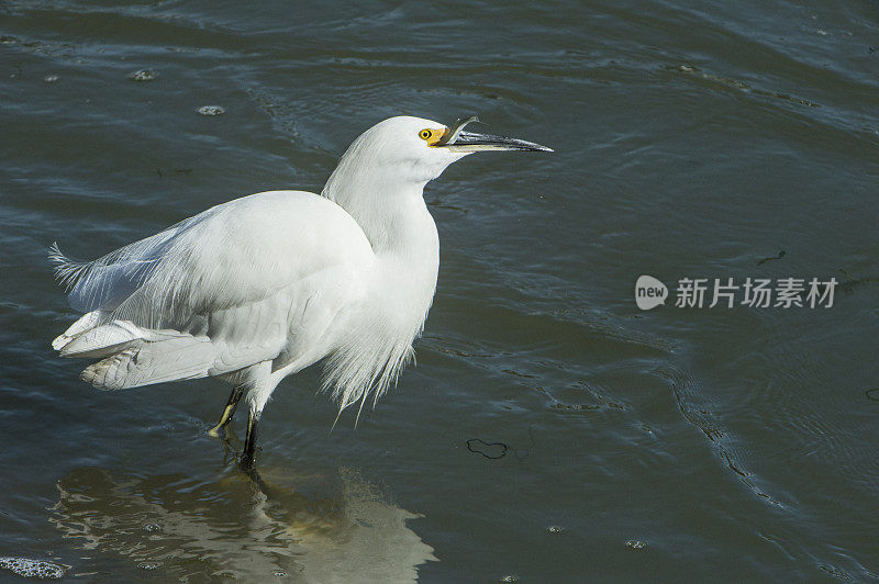 大白鹭在港口水域捕捉小鱼