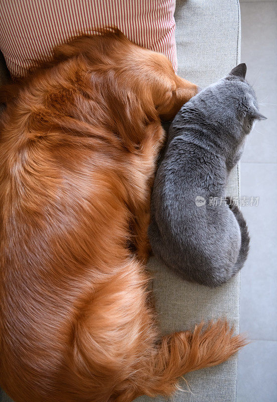 金毛猎犬和猫睡在一起