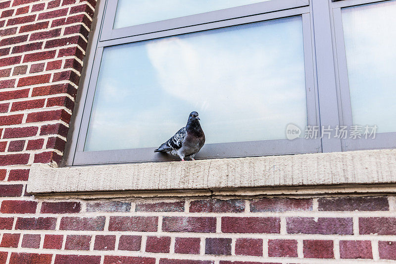 在纽约市布鲁克林，一只鸽子坐在砖建筑窗户的窗台上的特写，有趣的表情