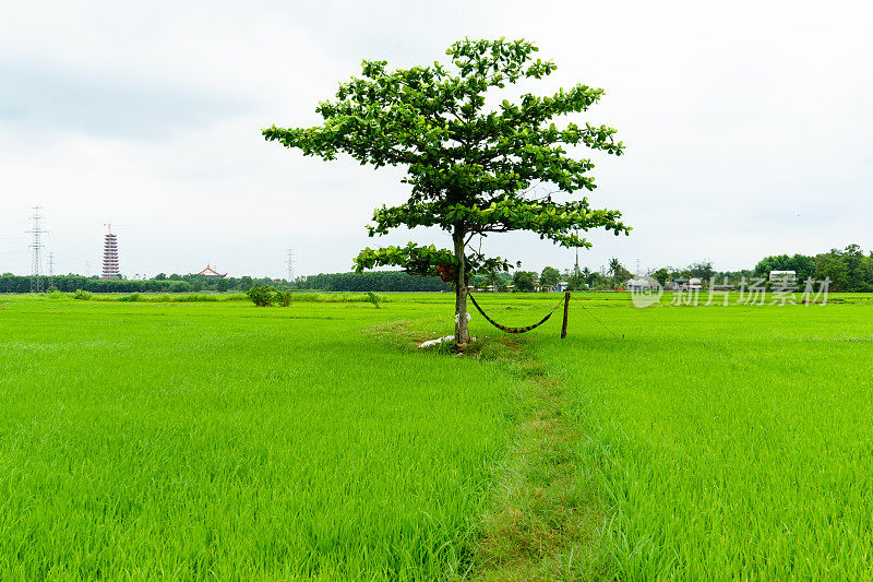 美丽的稻田景观