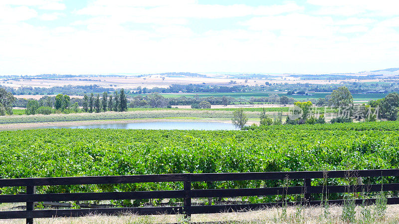 一排排的葡萄藤和周围的山谷从莉莉农场路，巴罗萨山谷