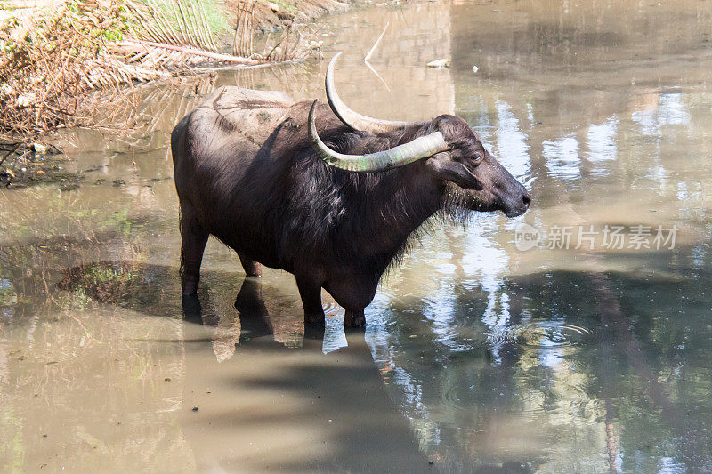 水牛在河里。Gokarna。印度。
