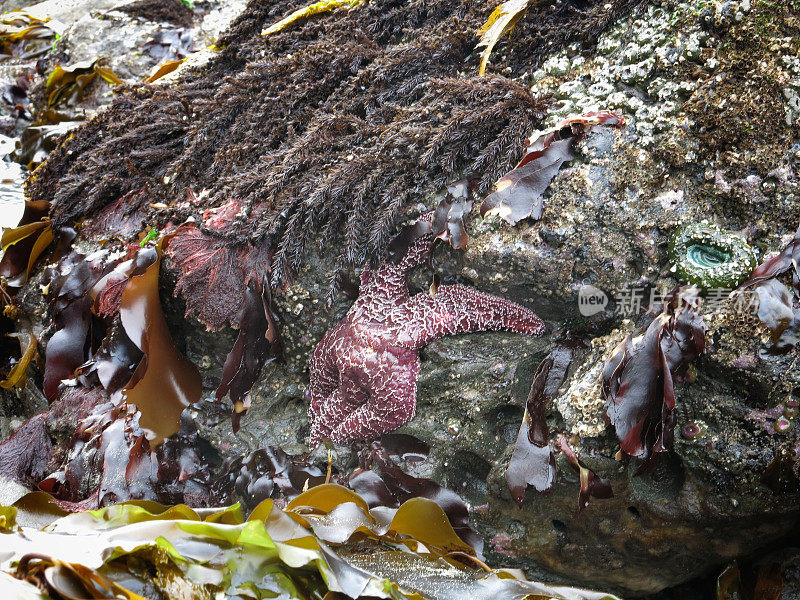 紫色海星，海洋生物，海葵，海藻，岩石，奥林匹克海岸，华盛顿