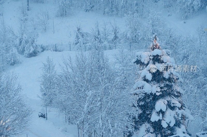 白雪覆盖的冬季景观和照亮的圣诞树