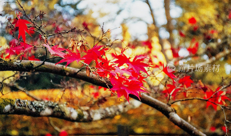 一般的秋天风景如画的森林林地，森林树木的叶子颜色