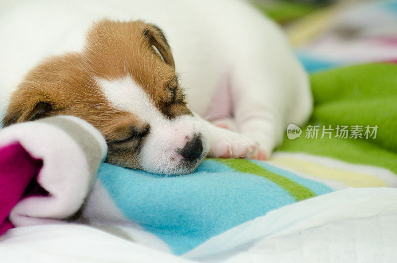 新生的白色杰克罗素小猎犬在彩色毯子上玩耍。