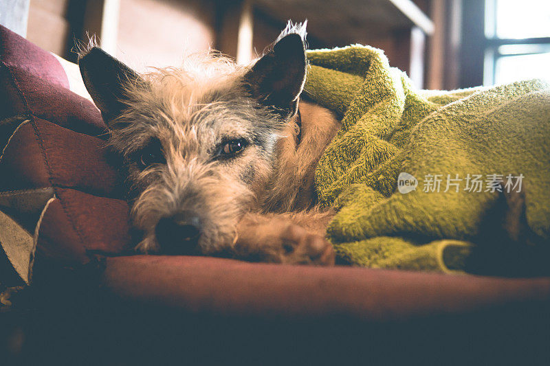 困的可爱冰冷的狗裹在毯子里冬天