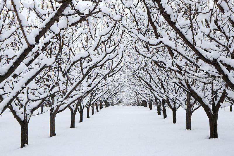 奥肯那根谷冬雪苹果树园