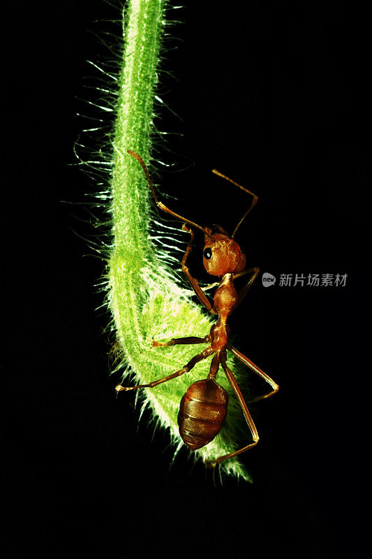 蚂蚁靠近绿叶顶端(黑色背景，垂直)
