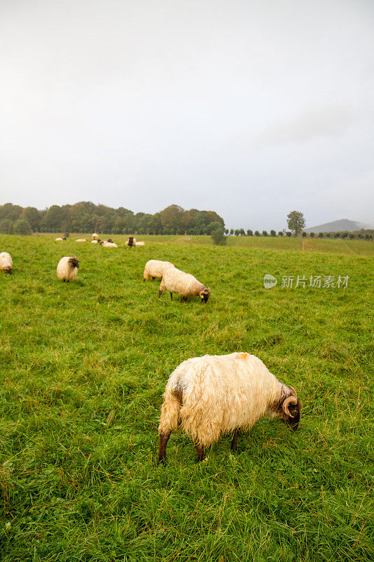 绵羊在茂盛的青草上吃草