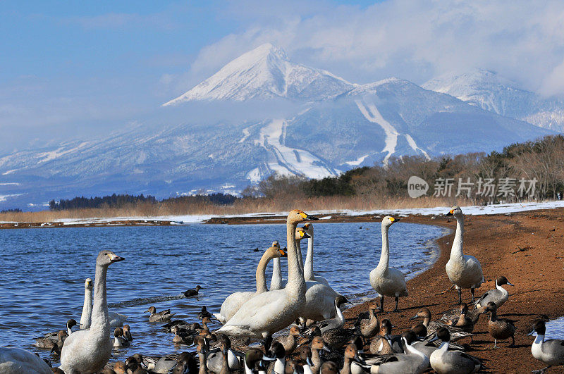 日本北部的冬季(稻川湖、万代山和候鸟)