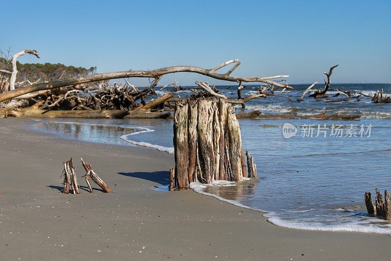 狩猎岛州立海滩侵蚀海岸，水中倒下的树木
