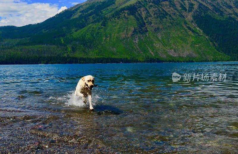 山区湖泊中的拉布拉多寻回犬