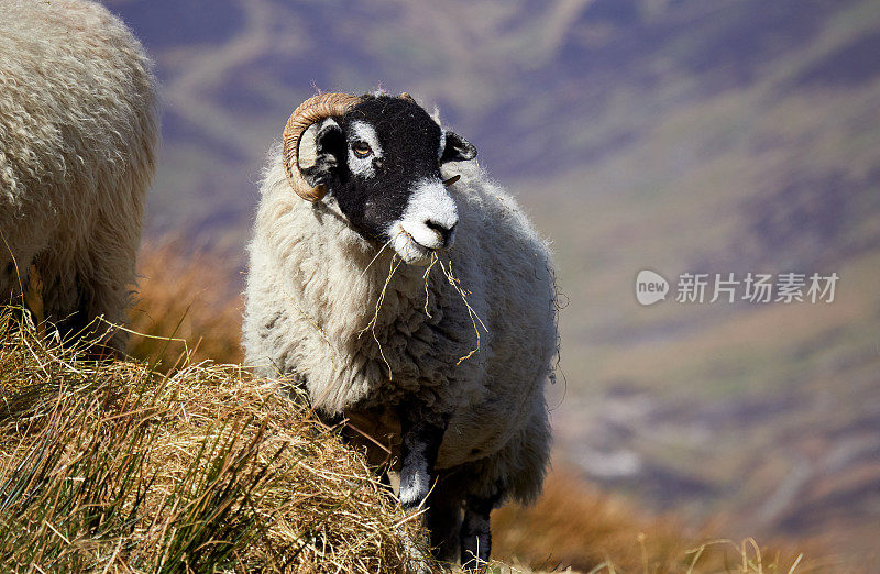 绵羊在山中的开阔地上吃草。