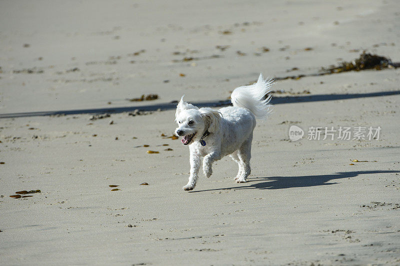 小白狗在海滩上奔跑