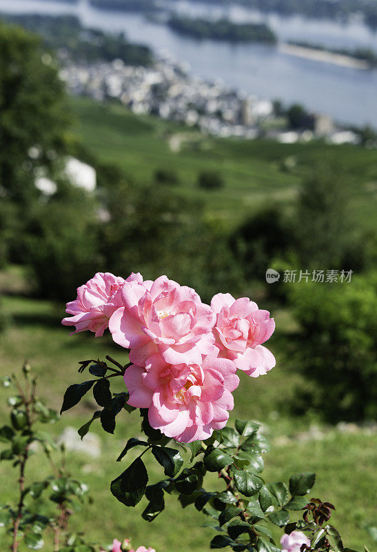 风景Rüdesheim，莱茵高，德国