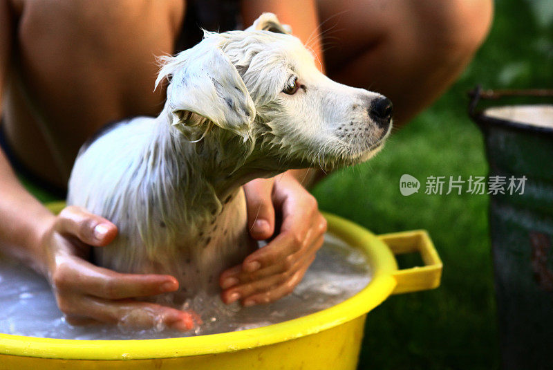 孩子在黄色的盆里洗白色的小狗狗