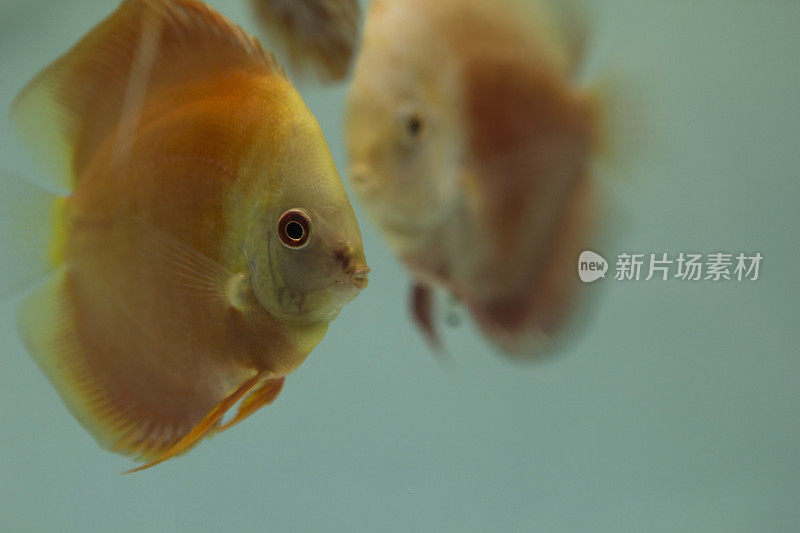 淡水水族箱中的合藻(七彩)鱼