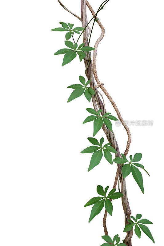 扭曲的丛林藤蔓与绿色叶子的野生牵牛花或铁路爬山虎(金凤花)藤本植物孤立在白色的背景，修剪路径包括。