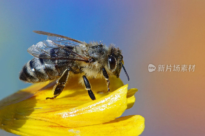 蜜蜂与雨滴