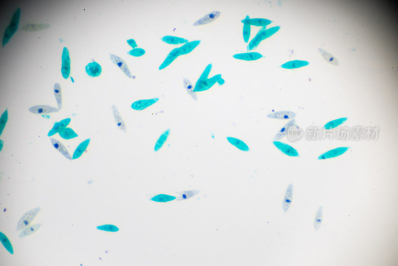 光显微镜下的Euglena